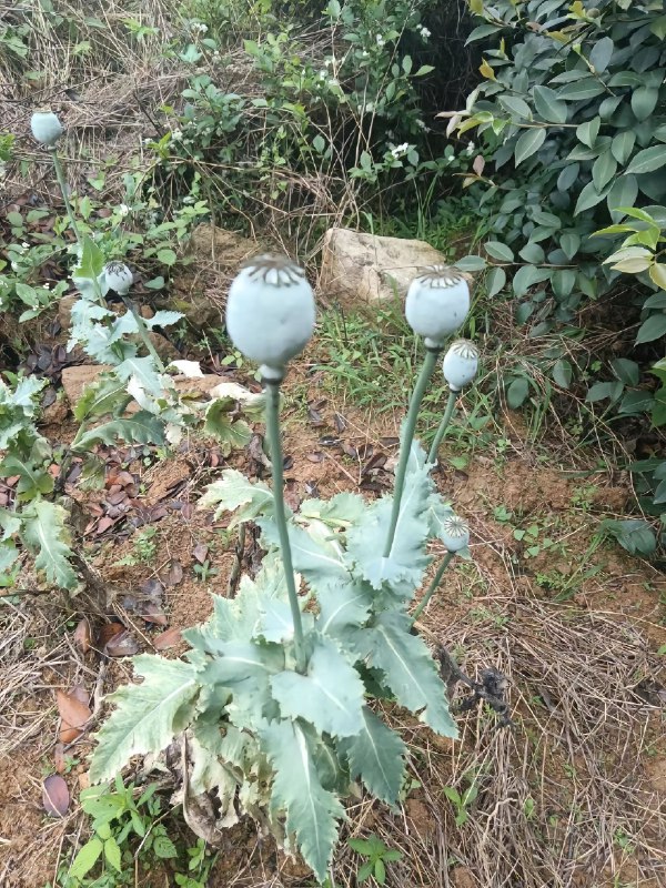 #罂粟 #抖音 #知识 #毒品#罂粟 #抖音 #知识 #毒品