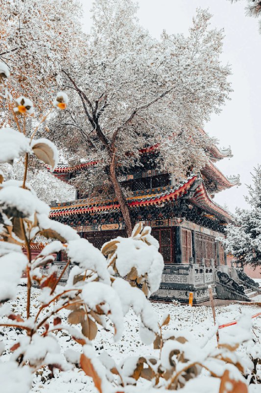 “好雪片片，不落别处”#雪一落这里就美成了诗 #中式美学服饰 #古建筑之美 #雪景“好雪片片，不落别处”#雪一落这里就美成了诗 #中式美学服饰 #古建筑之美 #雪景