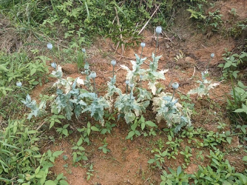 #罂粟 #抖音 #知识 #毒品#罂粟 #抖音 #知识 #毒品